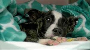 Learn more about augusta animal services in augusta, ga, and search the available pets they have up for adoption on petfinder. Puppy Found Beaten Buried Alive In Georgia Gets 2nd Chance At Life Abc News