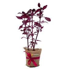 Image result for Iresine lindenii