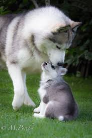 The Love Between A Mom And Her Pup Siberianhusky Puppy Adorable Www Facttoss Com Sibirya Kurdu Evcil Hayvanlar Hayvan