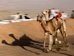 (slang, offensive, ethnic slur) an arab. Camel Racing Storms Back In Sinai After Virus Hiatus Traditional Sport The Economic Times