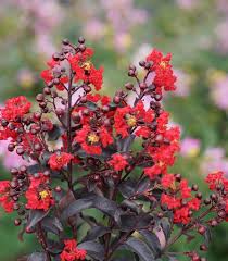 Image result for Lagerstroemia