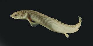 Evolution S Baby Steps Ancient Fish Fish Mammals