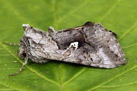 Image result for Syngrapha interrogationis