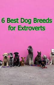 6 Best Dog Breeds For Extroverts Cat Lovers Best Dog Breeds Training Your Dog Your Dog