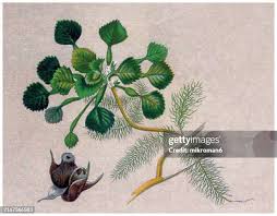 Image result for Trapa natans