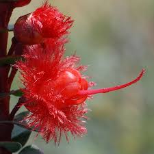 A Close Up Of One Floret Of Scarlet Featherflower Verticordia Grandis Taken At The Badgingarra Reserve Australian Flowers Australian Plants Beautiful Flowers