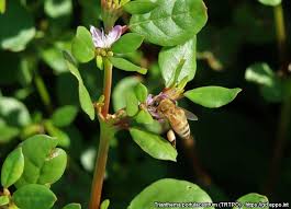 Image result for Trianthema portulacastrum