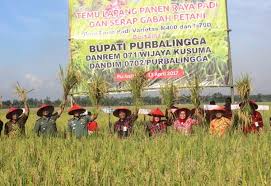 Antah, gabah, pari, beras, kecil. Petani Mulai Beralih Tanam Padi Berumur Pendek Pemerintah Provinsi Jawa Tengah