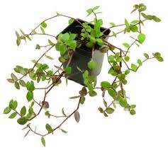 Order today with free shipping. Vines Trailing Plants For Terrarium Vivarium Backgrounds Neherp Your One Stop Vivarium Shop