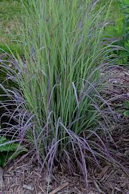 Image result for Schizachyrium sanguineum