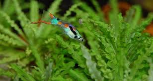 Best Fish For A Small Tank Without A Heater The Pet Supply Guy Aquariumfreshwaterfishguys In 2020 Aquarium Fish Betta Fish Coldwater Fish