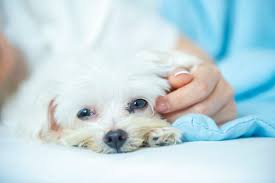 Por qué los animales tienen derechos? | Fundación Affinity