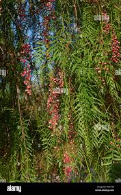 Image result for Schinus molle