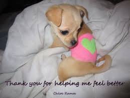 Chloe Got Her First Band Aid Puppy Love Dogs Puppies