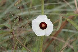 Image result for Hibiscus noldeae