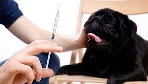 How Long Can A Diabetic Dog Go Without Insulin And What Happens After