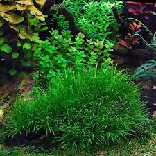 Image result for Blyxa