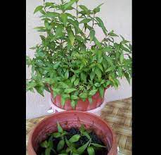 Cara tanam daun kesum begini boleh sahaja anda cuba di laman rumah, ianya tidak memerlukan ruang dan halaman yang besar. Food Lifestyle Education Parenting Diy Cararesepi