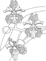 Jul 27, 2015 · jul 27, 2015 · print it color online. Tropical Vanda Tricolor Orchid Coloring Page Free Printable Coloring Pages Coloriage Fleur Coloriage Stich