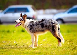 Developed in california in the 19th century, it is claimed the breed descends from a variety of herding breeds including collies imported into california alongside sheep imported from australia and new zealand, the breed taking its name from the former. Adult Blue Merle Australian Shepherd On Grass Field Free Stock Photo