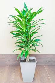 Image result for Dracaena laxissima