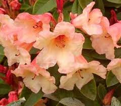 Rhododendron Jingle Bells Has Orange Flowers Blooms Midseason And Is Hardy To 5 F Learn More About Growing Rhodode Rhododendron Plant Rhododendron Plants