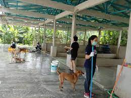 You can fulfill your six hours per month requirement any way that works best for your schedule! 11 Places To Volunteer With Animals In Malaysia If You Re Always Feeding Strays In Your Hood Thesmartlocal Malaysia Travel Lifestyle Culture Language Guide