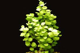 Image result for Lysimachia
