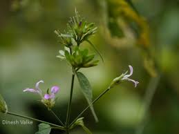 Image result for Dicliptera paniculata