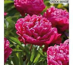 Van Zyverden Peonies Karl Rosenfield Set Of 6 Roots Qvc Com In 2021 Peony Bulbs Bulb Flowers Fragrant Flowers