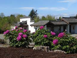 Last year i accidentally pull off a branch of shimadajin, i brought it home, it only last for a day. Tree Peonies Produce Beautiful Colorful Flowers If You Follow This Advice The Seattle Times