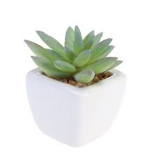 Ive tried growing mine in a ziplock bag with air holes but too much rot always grows, and outside the bag there isnt enough humidity. Cube Modern Potted Green Artificial Succulent Plants Mini Fake Flower Pot For Indoor Outdoor Decor Laughing Lotus Walmart Com Artificial Plants Decor Artificial Succulents Artificial Plants Outdoor
