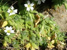 Image result for Cerastium afromontanum