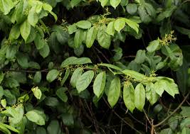 Image result for Oncinotis