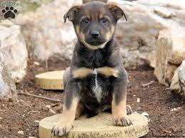 We did not find results for: Lab Heeler Mix Puppies For Sale Off 63 Www Usushimd Com