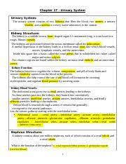 Chapter 13 Study Guide Chapter 13 Cardiovascular System Cardiovascular System The Cardiovascular Cv System Consists Of The Heart And Blood Course Hero