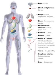 Each of the muscles diagrams illustrates a slightly different set of muscles. Muscles Of The Body Diagram For Kids Koibana Info Anatomi
