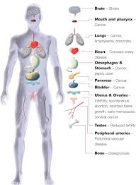 Closes jaw, elevates and retracts mandible; Muscles Of The Body Diagram For Kids Koibana Info Anatomi