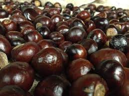 Weakness, diarrhea, vomiting, paralysis and death. 25 Quarter Sized Buckeye Nuts For Crafts Or Good Luck Charms From Ohio Buckeye Nuts Buckeye Nut Crafts Buckeye Crafts