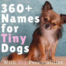 It helps to make a strong bonding with your dog. 360 Cute Small Dog Names For Girl And Boy Dogs With Meanings Pethelpful