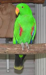 Eclectus Parrot Subspecies Identification Parrot Facts