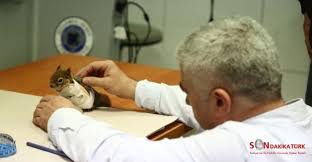 Dunyada Ilk Kez Bir Sincaba Protez Kol Takilacak Sincap Hayvanlar Batman