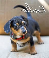 To facilitate social distancing, the kentucky humane society is now offering adoptions by appointment at our east campus at 1000 lyndon lane. Pin On Dogs