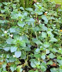 Image result for Ludwigia adscendens