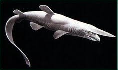 Goblin sharks can thrust their jaws three inches out of their mouths to catch prey.photograph by seapics. 10 Pictures Of Goblin Sharks Ideas Goblin Shark Shark Goblin