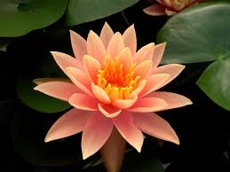 Image result for Nymphaea