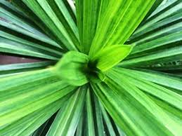 Pandanus known sterile and often propagated by cutting in the leaves. Pandan Leaf The Epicentre