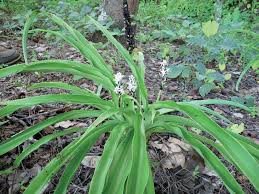 Image result for Chlorophytum macrosporum