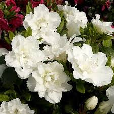 Rhododendron Obtusum Schneeperle Rhododendron Plants Vegetables