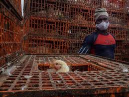 The last human epidemic of bird flu in china occurred in late 2016 to 2017, with the h7n9 virus. Bird Flu Confirmed In 7 States Test Results Of Delhi Maharashtra Samples Awaited India News Times Of India